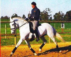 horse Maximo (Lusitano, 1993, from Xaquiro)