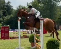 jumper In Time 10 (Hanoverian, 2008, from Iberio)