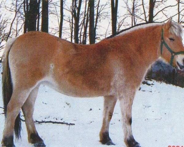 Zuchtstute Kis-Fiona (Fjordpferd, 1988, von Florian He 119)