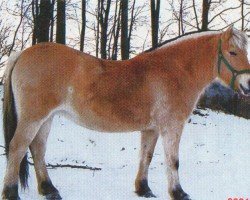 broodmare Kis-Fiona (Fjord Horse, 1988, from Florian He 119)