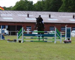 jumper Bold Eagle (Westphalian, 2012, from Contendro I)