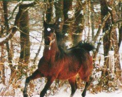 horse Aahron ox (Arabian thoroughbred, 1998, from Maamoon Azeem ox)