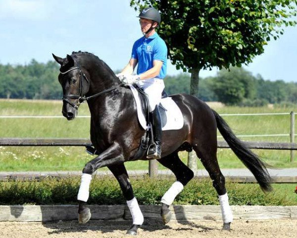 stallion Blue Hors First Choice (KWPN (Royal Dutch Sporthorse), 2010, from Jazz)