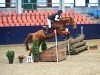 jumper Blitzlicht 7 (Trakehner, 2016, from Lichtblick TSF)