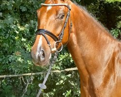 dressage horse Fridulin 4 (Westphalian, 2018, from For Romance I)