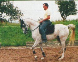 Pferd Tarek 6 (Arabisches Halbblut / Partbred, 1990, von Mekdam El Shaklan ox)