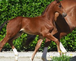 dressage horse Te Quiero Lento (Westphalian, 2021, from Taurus)