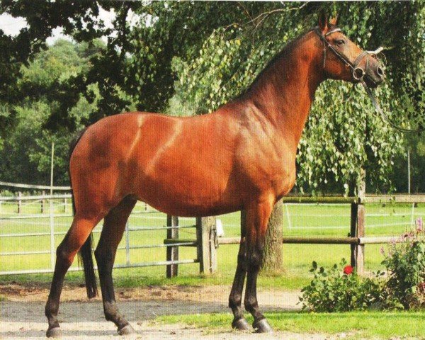 Zuchtstute Donna Latimer (Trakehner, 2002, von Latimer)