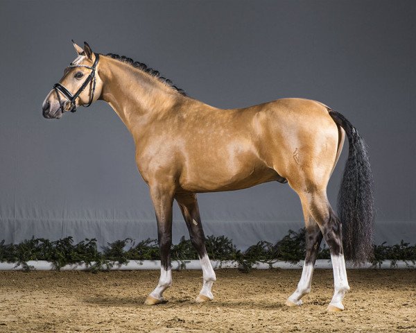 stallion Dreiklang AT (German Riding Pony, 2013, from Dreidimensional AT NRW)