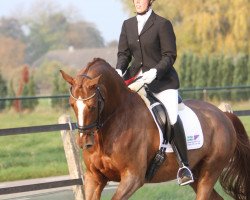 dressage horse Westpoint ST (KWPN (Royal Dutch Sporthorse), 2003, from Don Schufro)