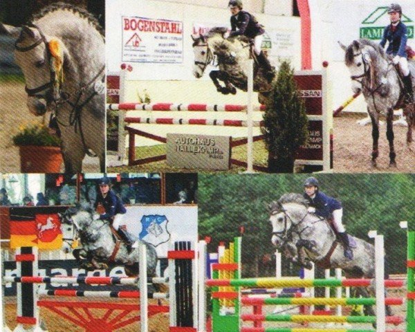 Springpferd Welcome Silverstar (Deutsches Reitpony, 2002, von Welcome Shamrock)