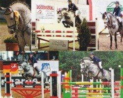 jumper Welcome Silverstar (German Riding Pony, 2002, from Welcome Shamrock)