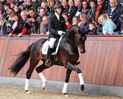 stallion Farrell (Hanoverian, 2011, from Fürstenball)