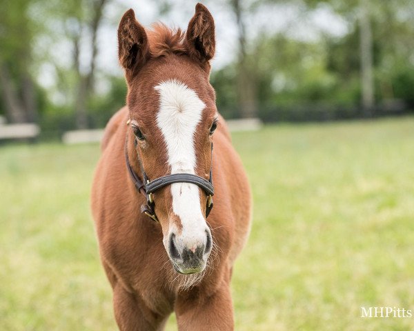 Pferd Stute von Curlin xx (Englisches Vollblut, 2021, von Curlin xx)