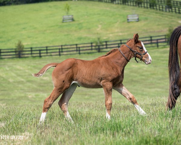 horse Stute von Union Rags xx (Thoroughbred, 2021, from Union Rags xx)