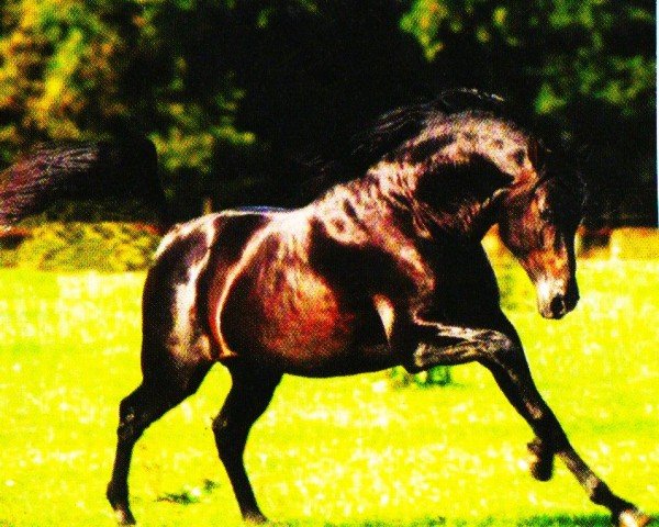 stallion Entendido XXVIII (Pura Raza Espanola (PRE), 1996, from Indiano XIV 1982)