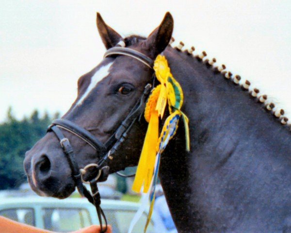 Deckhengst Mac Benedict (Deutsches Reitpony, 1987, von Black Boy)