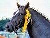 stallion Mac Benedict (German Riding Pony, 1987, from Black Boy)