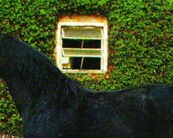 stallion Pendulo (Lusitano, 1996, from Dito)