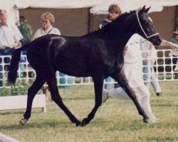 broodmare Bonita (Welsh Partbred, 1993, from Mac Benedict)