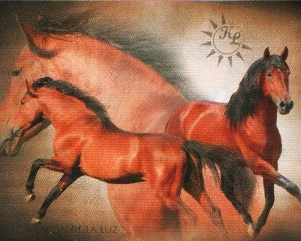 horse Aragon De La Luz (Pura Raza Espanola (PRE), 2005, from Milenio V)
