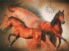 Pferd Aragon De La Luz (Pura Raza Espanola (PRE), 2005, von Milenio V)