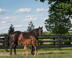 broodmare Speed Succeeds xx (Thoroughbred, 2001, from Gone West xx)