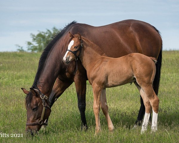 broodmare Fly Swift xx (Thoroughbred, 2014, from City Zip xx)