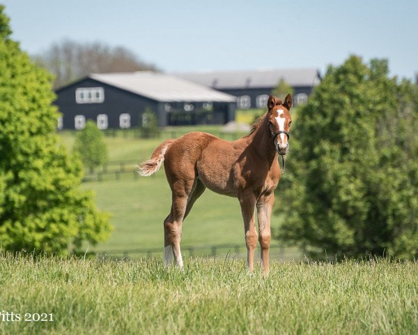 horse Stute von Constitution xx (Thoroughbred, 2021, from Constitution xx)