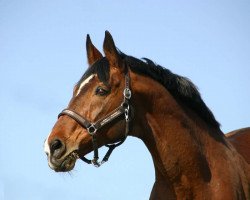 Pferd Silvester 70 (Hessisches Warmblut, 1989, von Silvano)