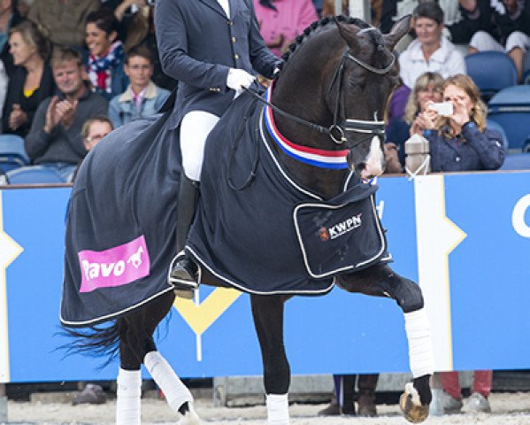 stallion Everdale (KWPN (Royal Dutch Sporthorse), 2009, from Lord Leatherdale)