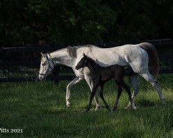 Zuchtstute Melody Lady xx (Englisches Vollblut, 2010, von Unbridled's Song xx)