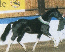 stallion Rorik (Pinto / Small Riding Horse, 2001, from Rosenkoenig)