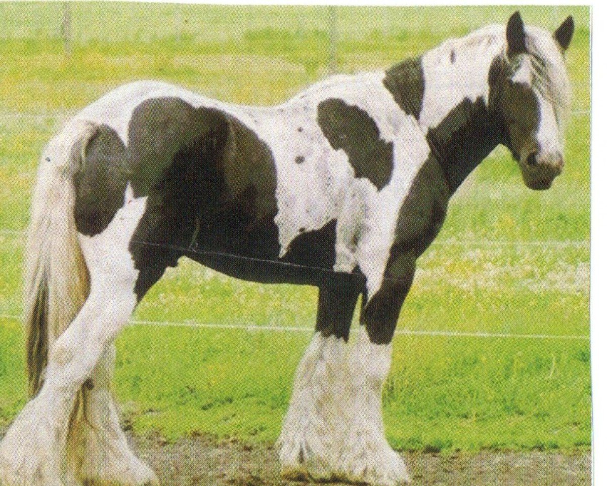 Deckhengst Tobiano vom Prinzenmoor (unbekannt,  )