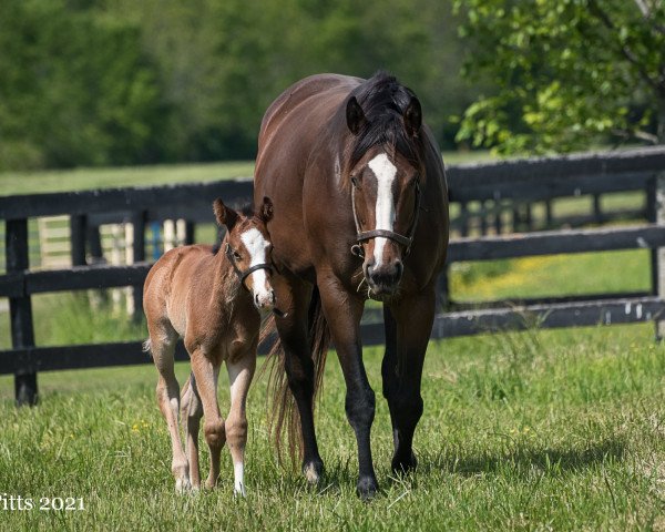 horse Hengst von Into Mischief xx (Thoroughbred, 2021, from Into Mischief xx)