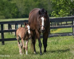 horse Hengst von Into Mischief xx (Thoroughbred, 2021, from Into Mischief xx)