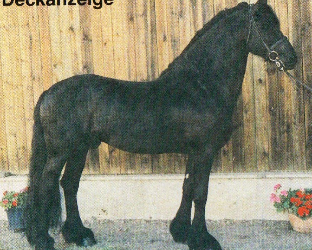 stallion Geerd van de Rivelhof (Friese, 1994, from Nammen 308)