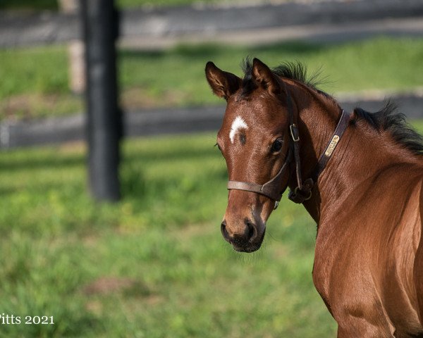 horse Stute von Justify xx (Thoroughbred, 2021, from Justify xx)