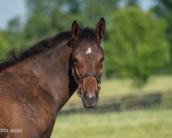 horse Stute von Good Magic xx (Thoroughbred, 2021, from Good Magic xx)