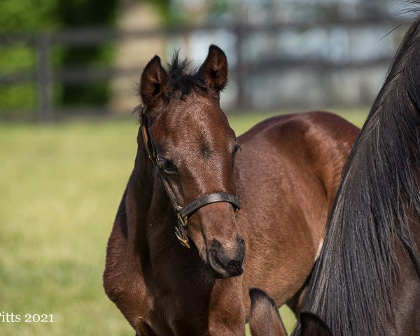 horse Stute von Collected xx (Thoroughbred, 2021, from Collected xx)