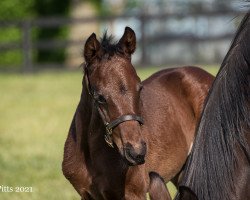 horse Stute von Collected xx (Thoroughbred, 2021, from Collected xx)