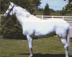 Pferd Nordwind (Deutsches Reitpony, 1995, von Nordstrom)