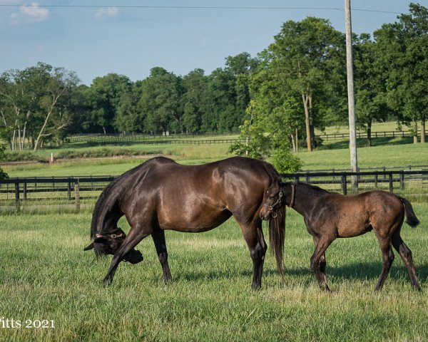 horse Hengst von Bernardini xx (Thoroughbred, 2021, from Bernardini xx)