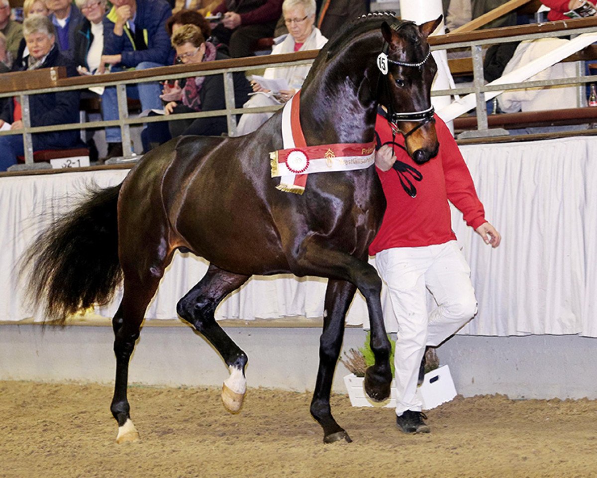 Deckhengst Blue Hors Emilio (Westfale, 2014, von Escolar)