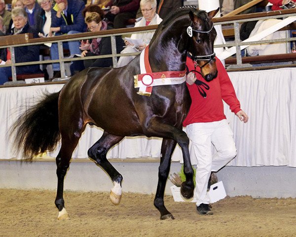 stallion Blue Hors Emilio (Westphalian, 2014, from Escolar)