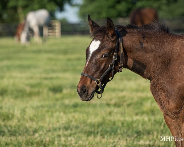 horse Stute von American Pharoah xx (Thoroughbred, 2021, from American Pharoah xx)