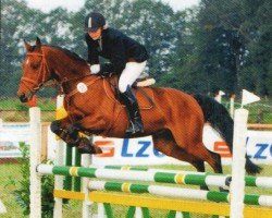 dressage horse Douglas 232 (German Riding Pony, 2004, from Deister)