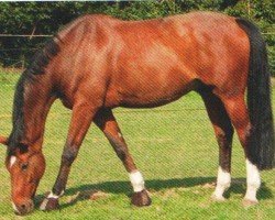 horse Amicelli 7 (KWPN (Royal Dutch Sporthorse), 1996, from Amulet)