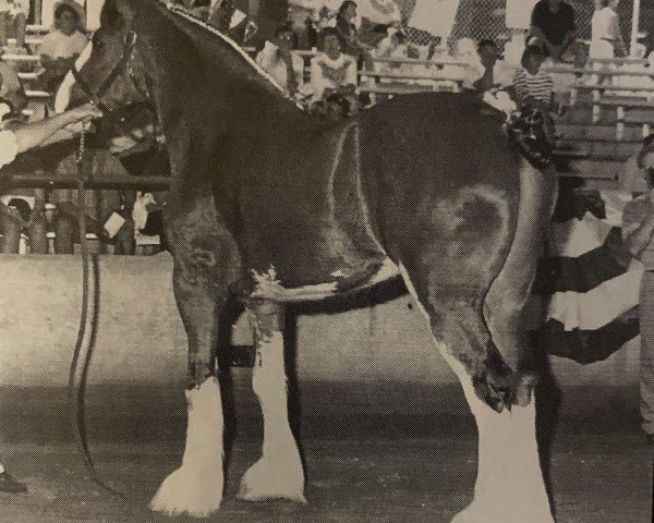 Pferd Jonesway Enterprise Baron (Clydesdale, 1992, von Northumberland Enterprise)