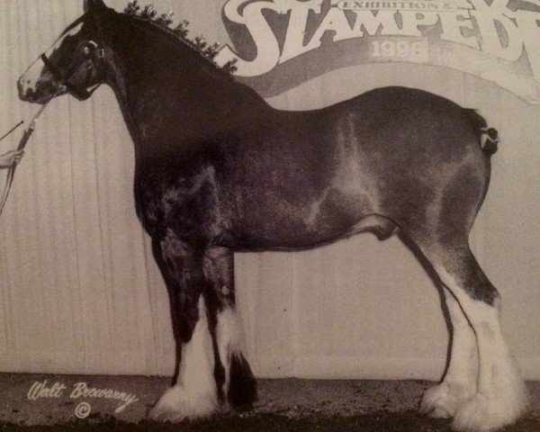 Pferd Willow Way Chance (Clydesdale, 1987, von Croydon Aristocrat)